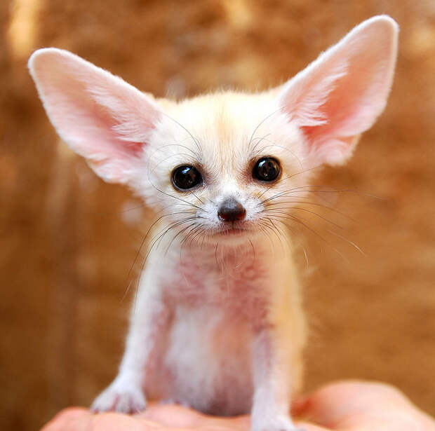 Детеныши фенека. Фото / fennec fox photo