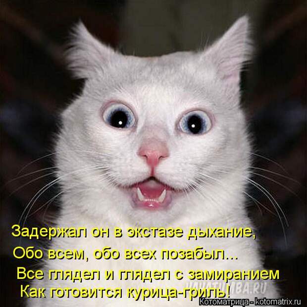 котоматрицы (50 фото) котоматрицы (50 фото)