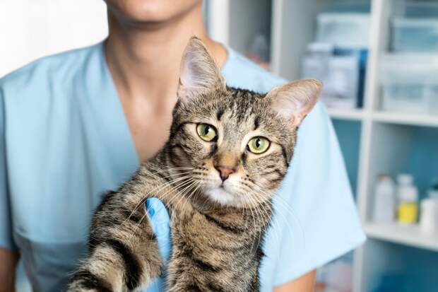 Россиянке пришлось усыпить кошку с лейкозом после плохого хранения препарата