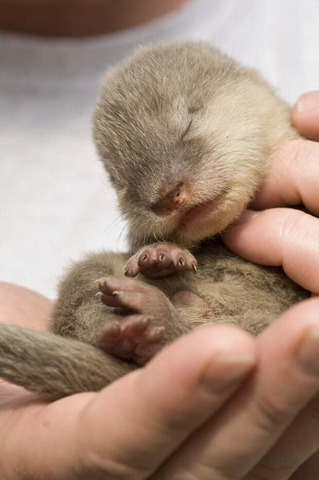 animalbaby36