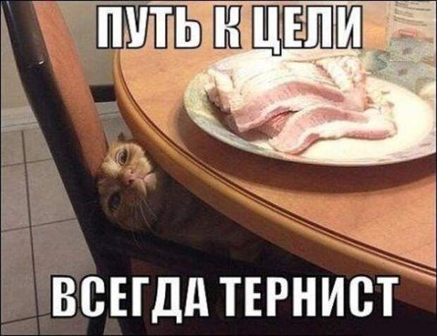 Фразы в картинках