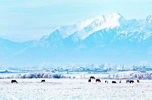 Лошади, пасущиеся на фоне гор. Восточные Саяны зима, красота, природа, россия, фото
