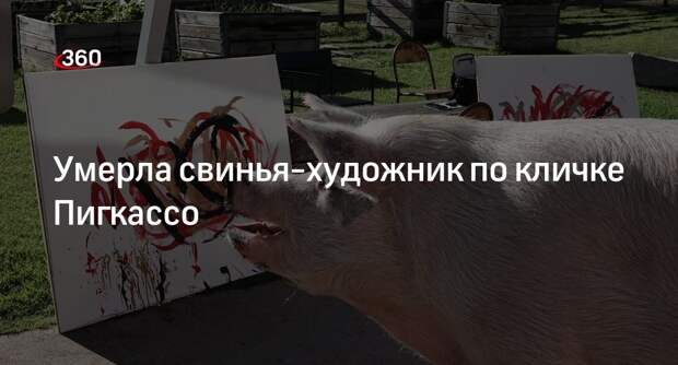 New York Post: в ЮАР в возрасте 8 лет умерла свинья-художник по кличке Пигкассо