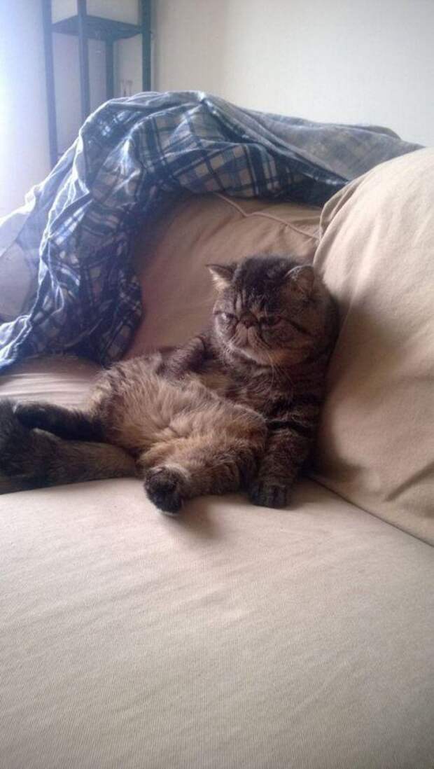 КОТОприколы
