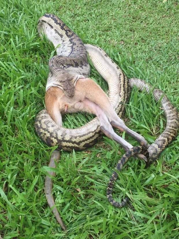 Кенгуру не повезло встретиться с крупнейшей змеей Австралии