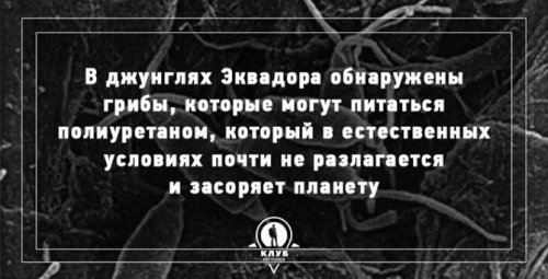 Факты про грибы, которые вы могли не знать (10 фото)
