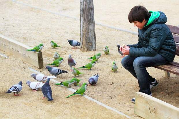 10 мест, где привычных для нас голубей заменяют экзотические животные