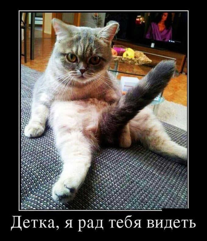 Детка, я рад тебя видеть Детка, я рад тебя видеть демотиватор, юмор