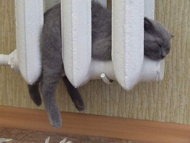 Кошки на батарее (16)