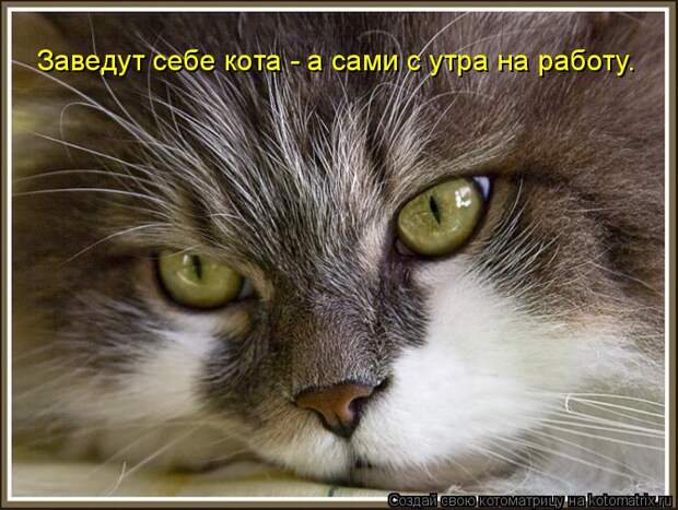 Котоматрица: Заведут себе кота - а сами с утра на работу.