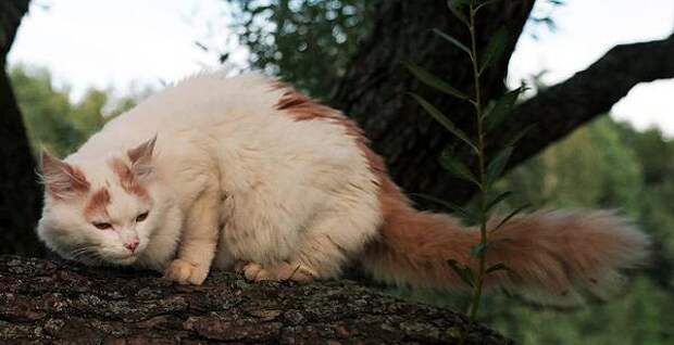 Самые необычные кошки планеты. Кошка, которая умеет плавать Турецкий ван, фото породы кошек фотография
