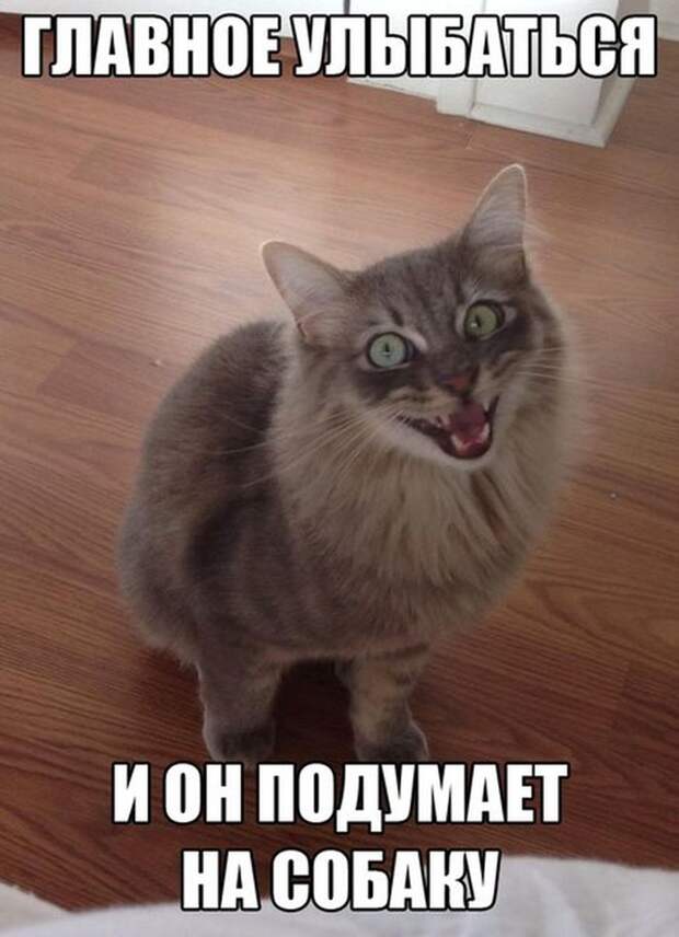 Смешные картинки с подписями катинки, прикол, юмор