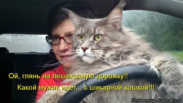 Котоматрица: Ой, глянь на пешеходную дорожку!! Какой мужик идет... с шикарной кошкой!!!