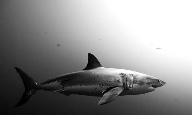 underwater-animal-photography-by-jorge-cervera-hauser-14