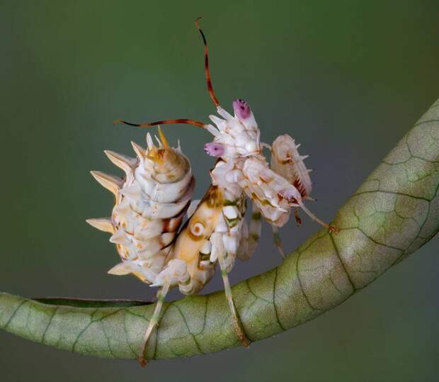 beautiful mantis