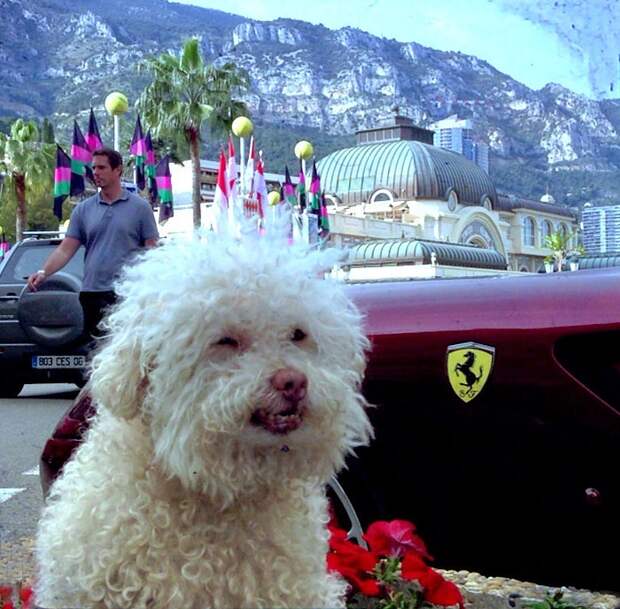 Cerbero dog travel, собака путешественник