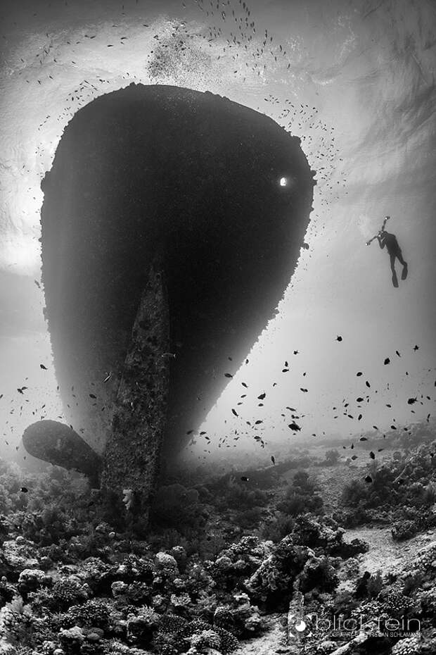 45 красивых подводных фотографий, от которых замирает дыхание животные, подводная съемка, рыбы, фото