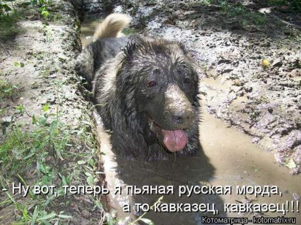 Котоматрицы(картинки с надписями)