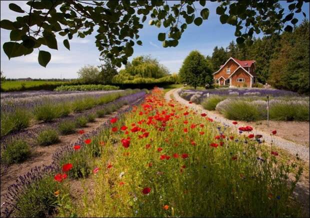 Лавандовые поля под голубым небом Франции. Лавандовые поля под голубым небом Франции.