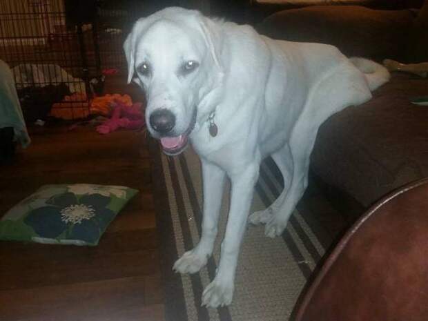 Today on Meet the Giants, the Akbash! Head over to read all about this amazing livestock guardian dog.