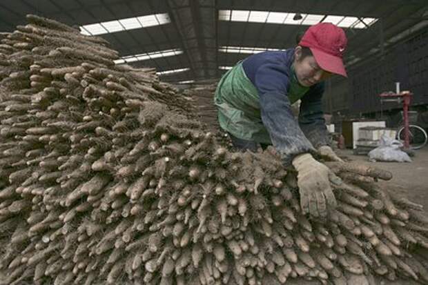 В Китае фермер выкопал ямс, по форме напоминающий человеческую руку