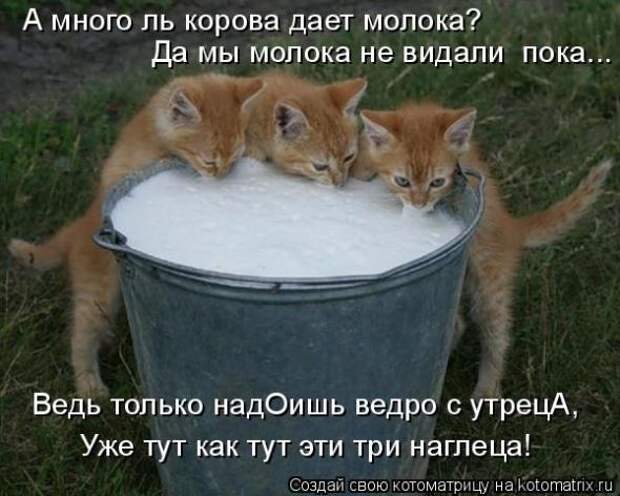 Котоматрица