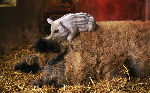 Mangalitsa Piglet With Very Woolly Parent