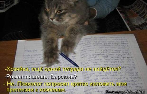 Свежая котоматрица для хорошего настроения (31 фото)