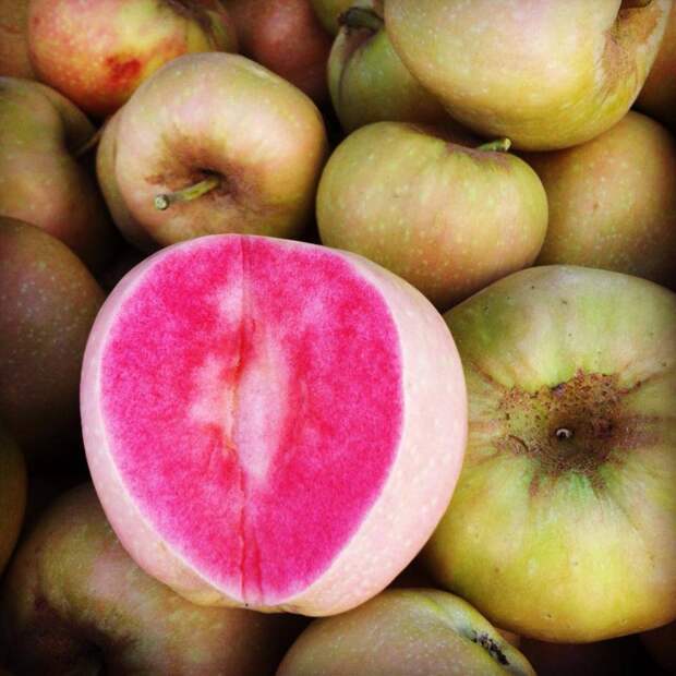 Яблоки сорта «розовый жемчуг» невероятное, прикол, теперь ты видел всё, юмор