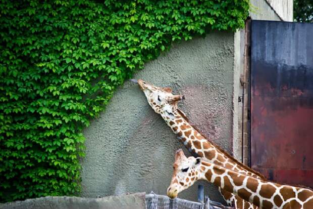 Жираф съел всё, до чего мог дотянуться.
