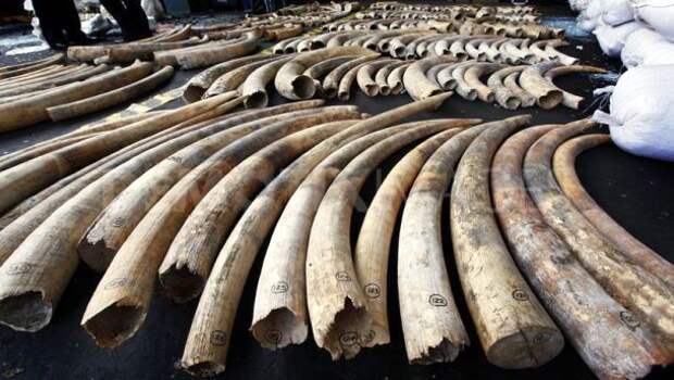 www.demotix.com-1337700544-sri-lankadubai-elephant-tusk-smuggling-ring-smashed-in-sri-lanka_1229176