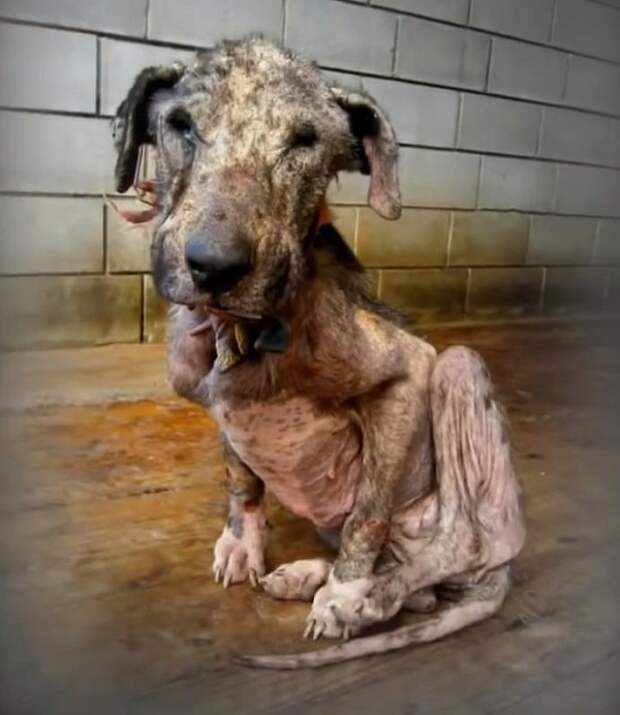 Эта страдающая собака хотела просто умереть... Она еще не знала, что остались добрые люди на Земле!