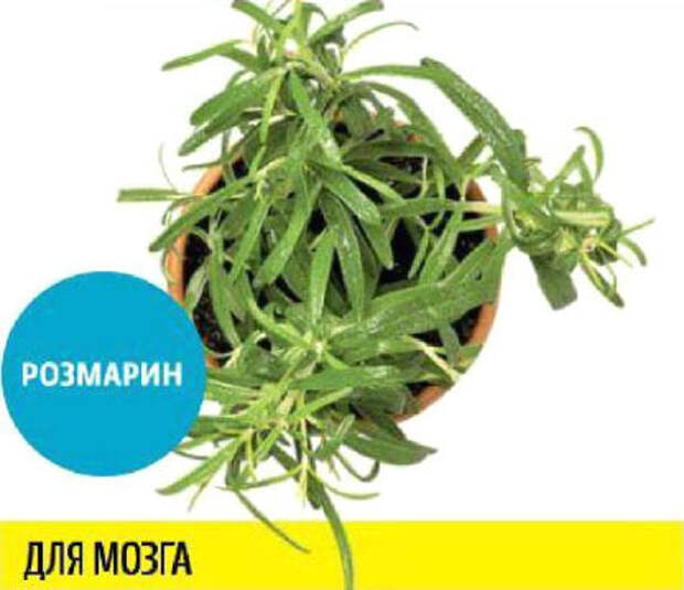 Какую зелень можно выращивать круглый год на подоконнике, чтобы быть здоровым