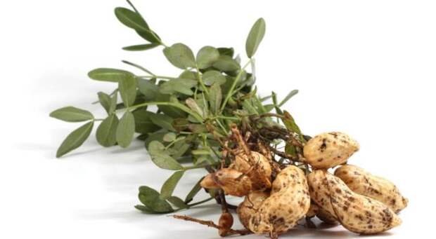 Земляной орех. \ Фото: gastronom.ru. Земляной орех. \ Фото: gastronom.ru.