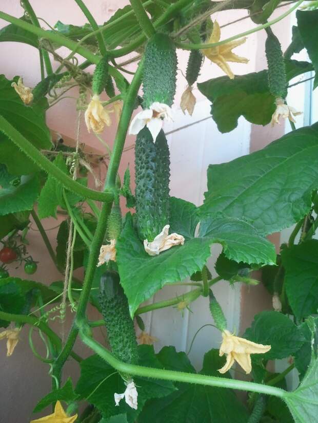 Мой балконный огород своими руками, сделай сам