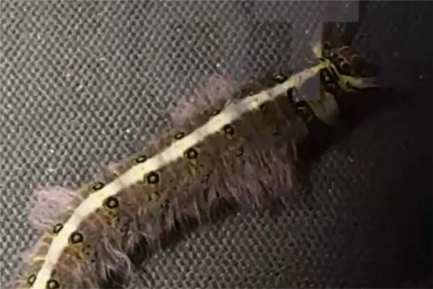 Гусеница ужалила россиянку на отдыхе в Таиланде и попала на видео