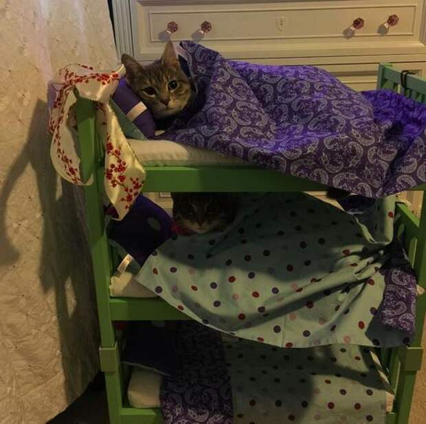 кошка в кроватке 