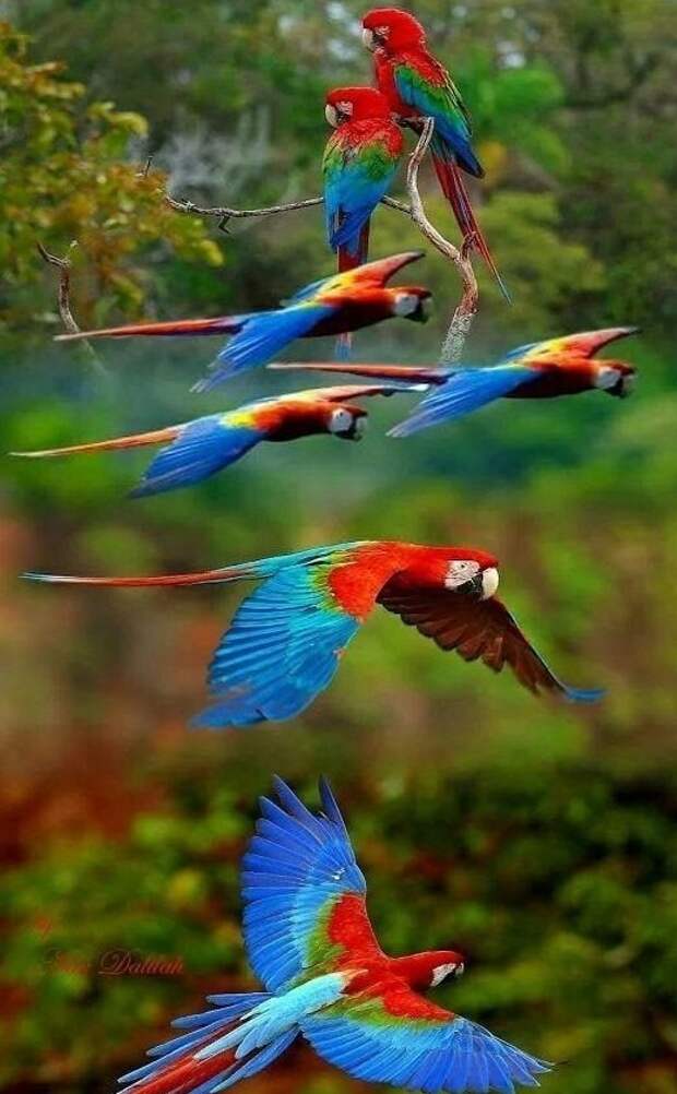Попугаи великолепие, животные, интересное, красота, полет, птицы, факты
