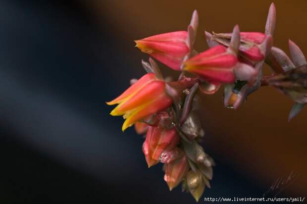 017 (700x466, 115Kb)