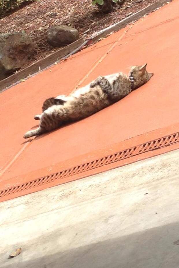 кошка на прогулке 
