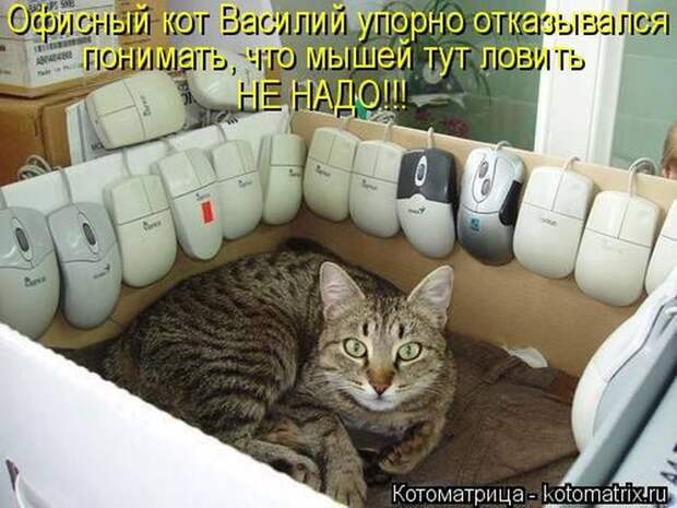 Лучшие котоматрицы недели