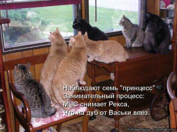 Котоматрицы (картинки с надписями)
