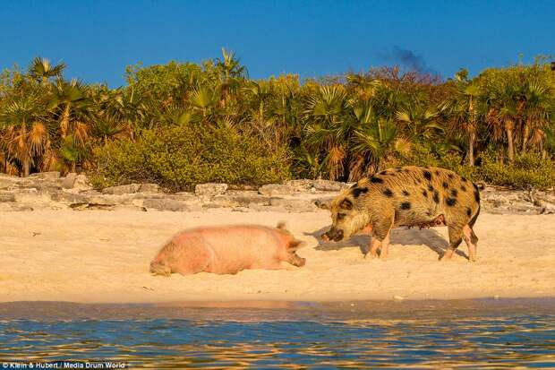 swimmingpigs13 Счастливая жизнь веселых хрюшек на Багамах