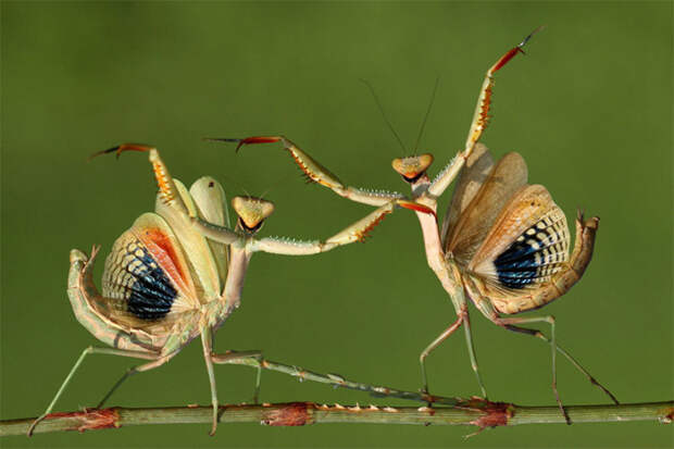 Sony World Photography Awards богомолы