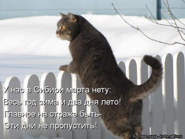 Котоматрица: У нас в Сибири марта нету: Весь год зима и два дня лето! Главное на страже быть- Эти дни не пропустить!