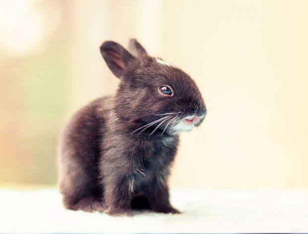 Парень фотографировал своего кролика практически с рождения  животные, история