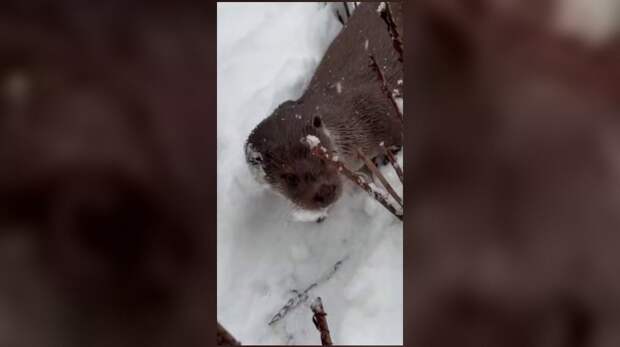 Выдры Финик и Бертольд из Ленинградского зоопарка обрадовались обильному снегу