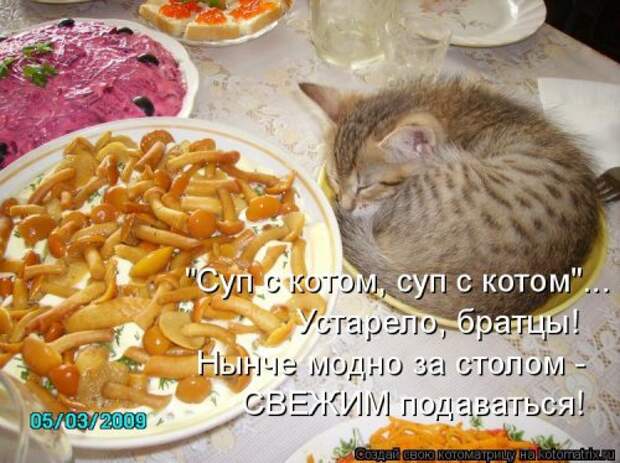 Свежая котоматрица на Бугаге (25 фото)