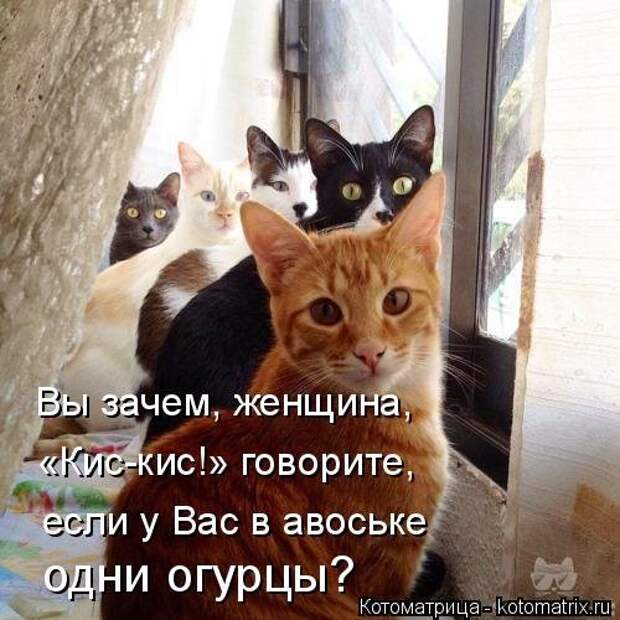 Котоматрица на Бугаге (28 фото)