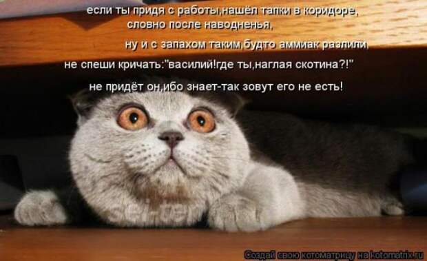 котоматрицы (50 фото)